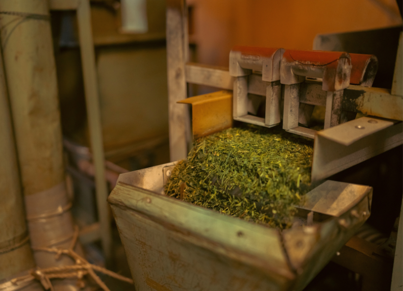 A picture of Japanese Tea Leaf being harvested and processed in a Japanese tea farm where Suna sources it's ingredients
